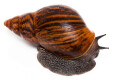 Achatina achatina achatina Ghana typ 2a adult import